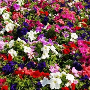 Meet your Posher, Simply